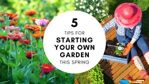 5 Tips for Starting Your Own Garden This Spring